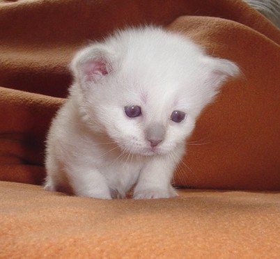 Yuana the cosy one – Birma (Heilige Birma) Kitten – Foto 6