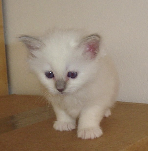 Yuana the cosy one – Birma (Heilige Birma) Kitten – Foto 5