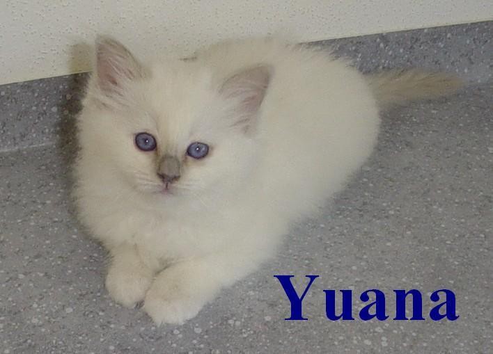 Yuana the cosy one – Sacred Birman, Lilac Point – Photo 8