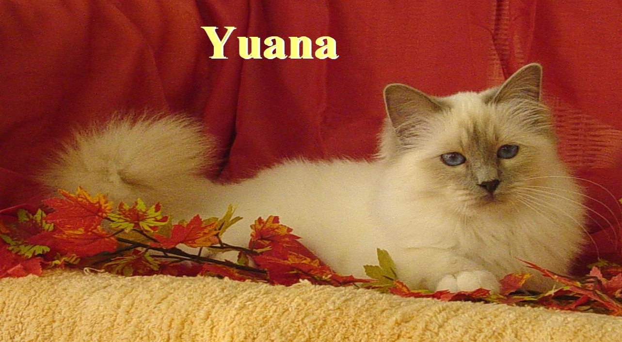 Yuana the cosy one – Sacred Birman, Lilac Point – Photo 6