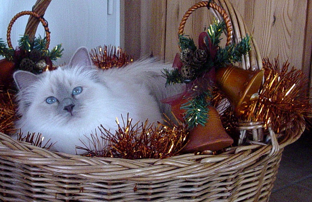 Yuana the cosy one – Sacred Birman, Lilac Point – Photo 5