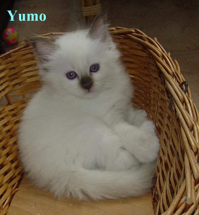 Yumo – Birma (Heilige Birma) Kitten – Foto 2
