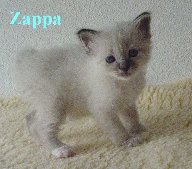 Zappa – Birma (Heilige Birma) Kitten – Foto 4