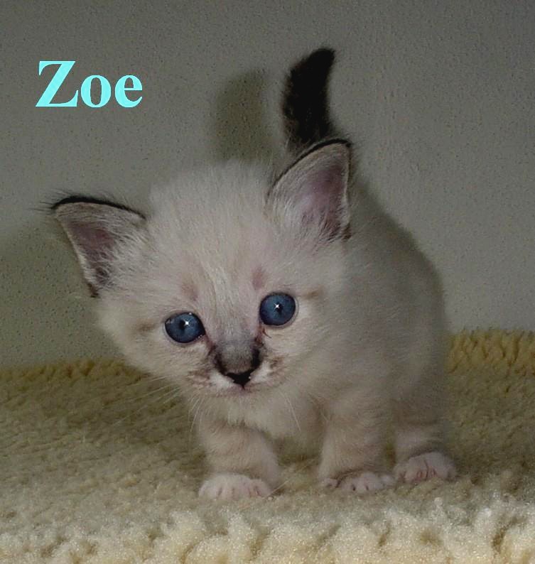 Zoe – Birma (Heilige Birma) Kitten – Foto 5