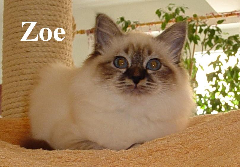 Zoe
