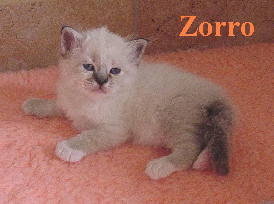 Zorro the cosy One – Birman (Sacred Cat of Burma) kitten – photo 5