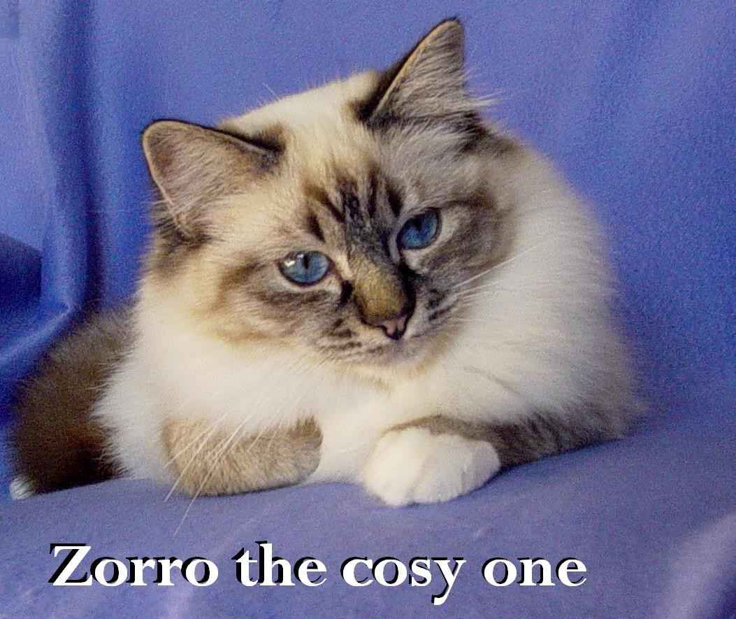 Zorro the cosy One – Sacré de Birmanie, Seal Tabby Point – Photo 2