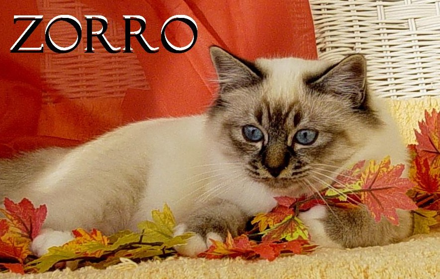 Zorro the cosy One – Sacré de Birmanie, Seal Tabby Point – Photo 4