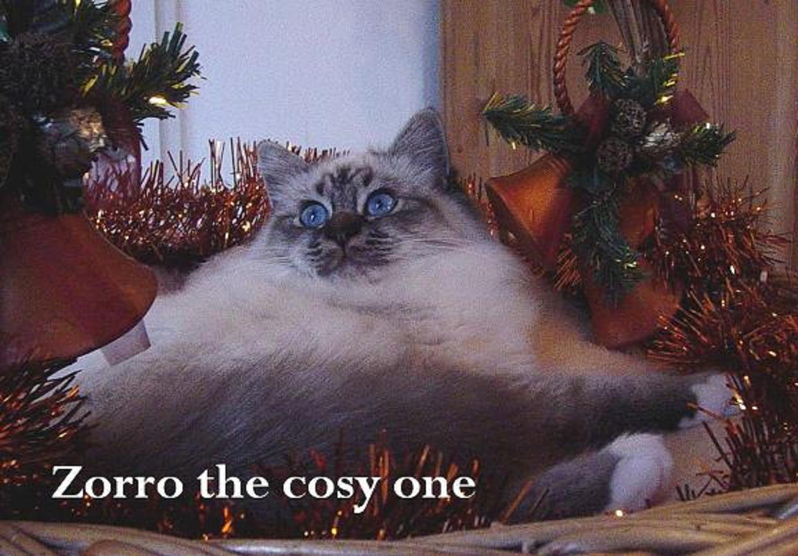 Zorro the cosy One – Sacré de Birmanie, Seal Tabby Point – Photo 3