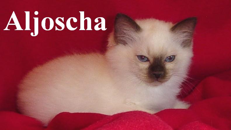 Aljoscha