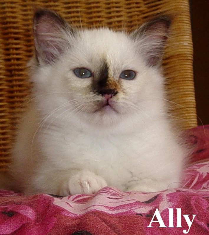 Ally – Chaton Sacré de Birmanie