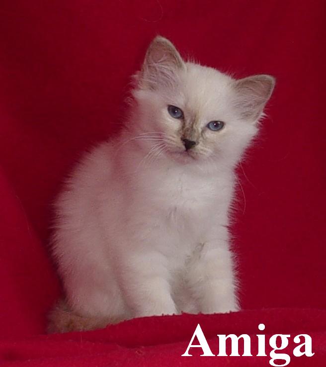Amiga