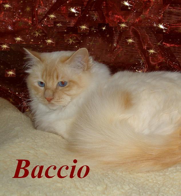F* Baccio des Iles Borromees – Heilige Birma, Cream Point – Foto 5