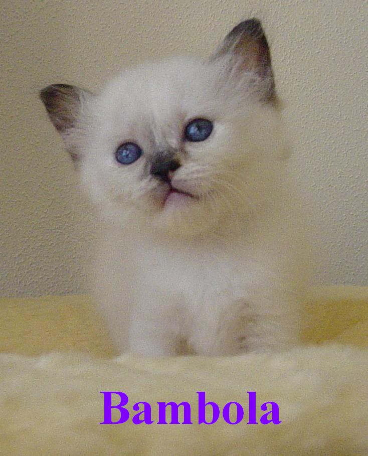 Bambola – Birma (Heilige Birma) Kitten – Foto 4