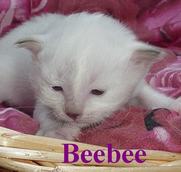 Beebee the cosy One – Heilige Birma, Chocolate Tortie Point – Foto 12