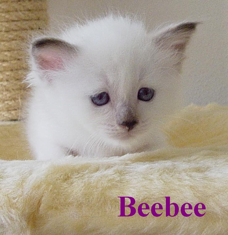 Beebee the cosy One – Heilige Birma, Chocolate Tortie Point – Foto 11