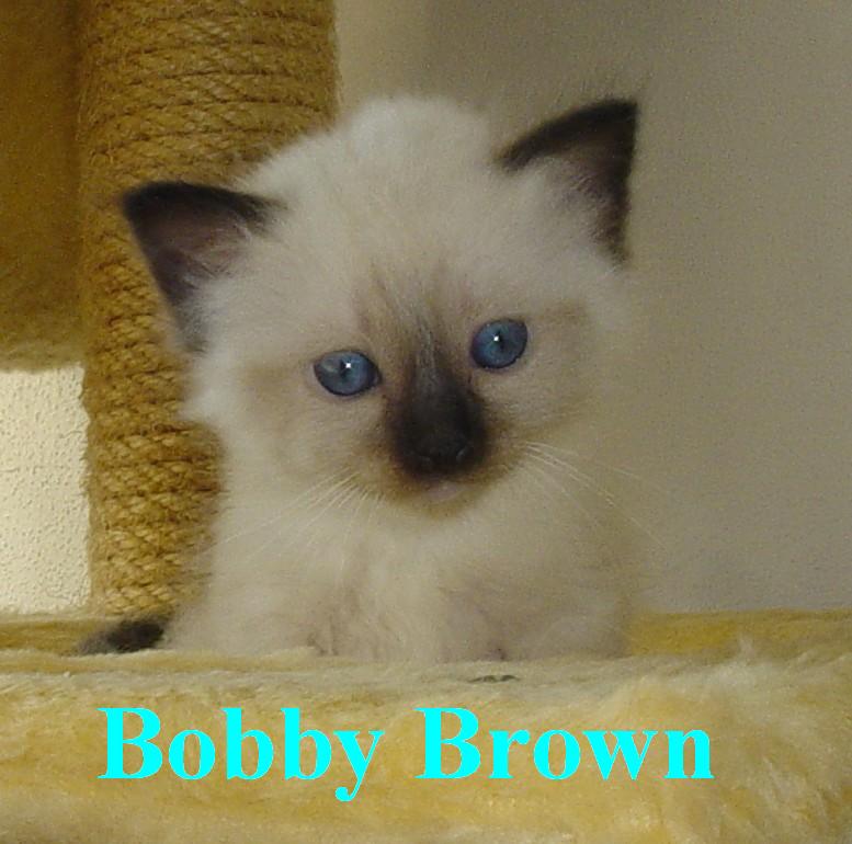 Bobby Brown – Birman (Sacred Birman) kitten – Photo 4