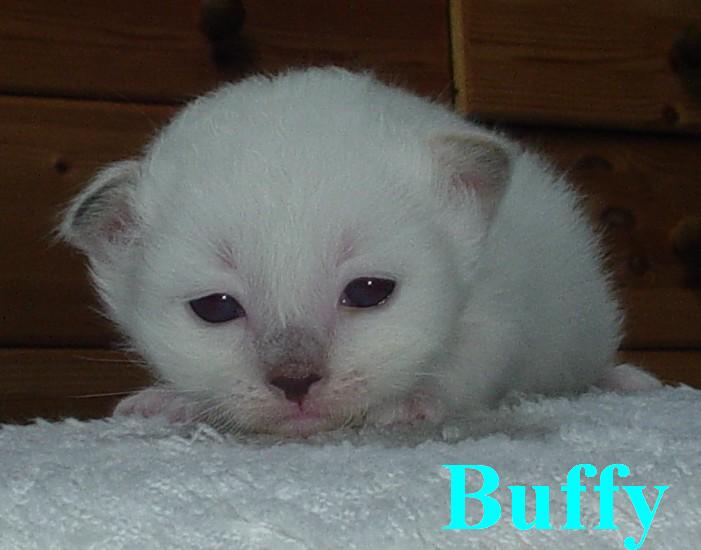 Buffy – chaton Birman (Sacré de Birmanie) – Photo 5