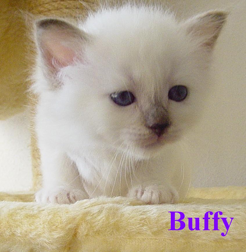 Buffy – chaton Birman (Sacré de Birmanie) – Photo 4