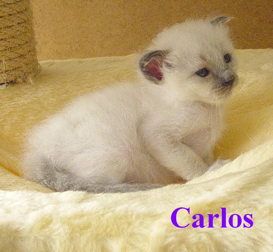 Carlos – Birma (Heilige Birma) Kitten – Foto 4