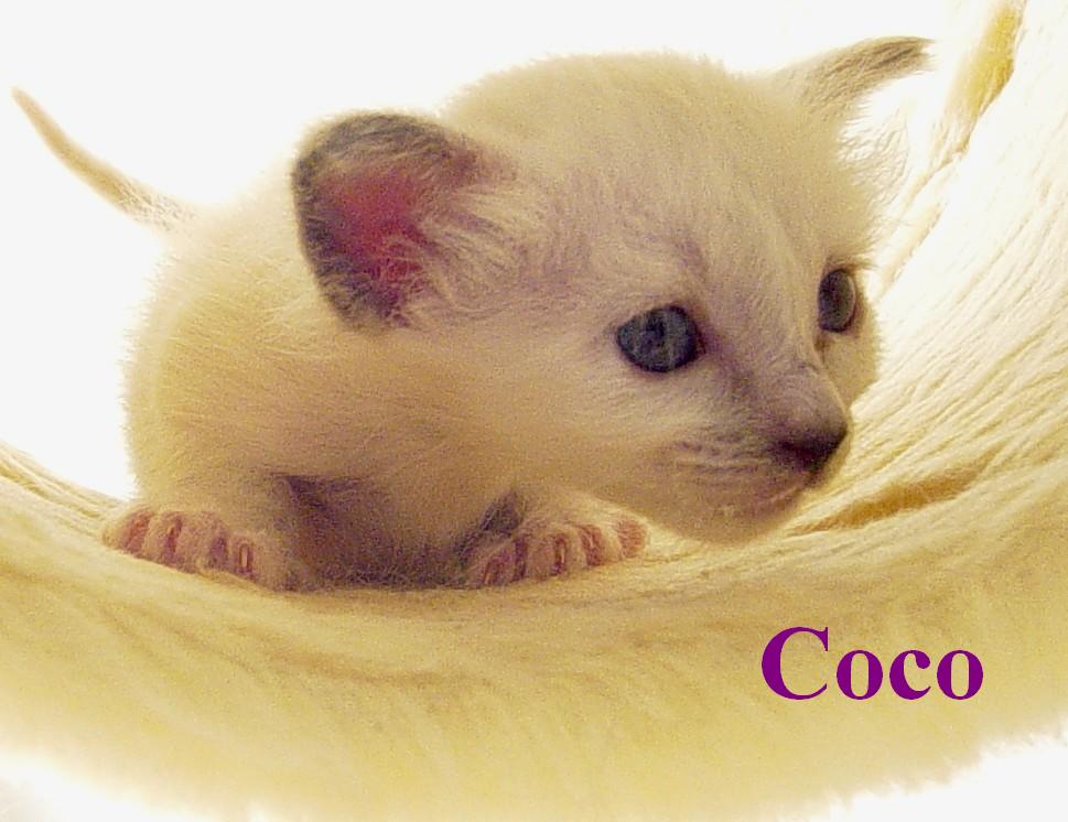 Coco the cosy One – Birma (Heilige Birma) Kitten – Foto 6