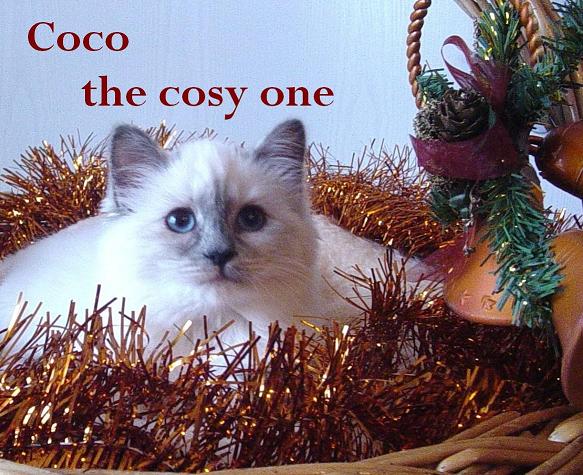 Coco the cosy One – Birma (Heilige Birma) Kitten