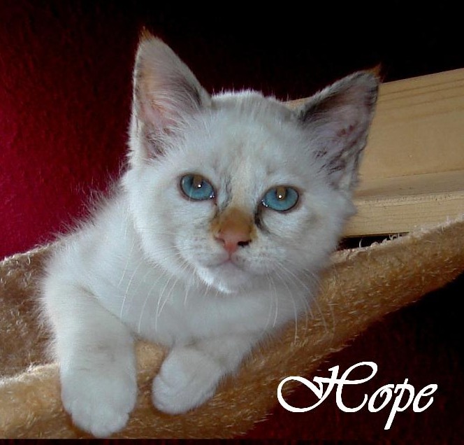 Hope – Birma (Heilige Birma) Kitten – Foto 2