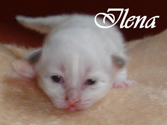 Ilena – Birma (Heilige Birma) Kitten – Foto 6