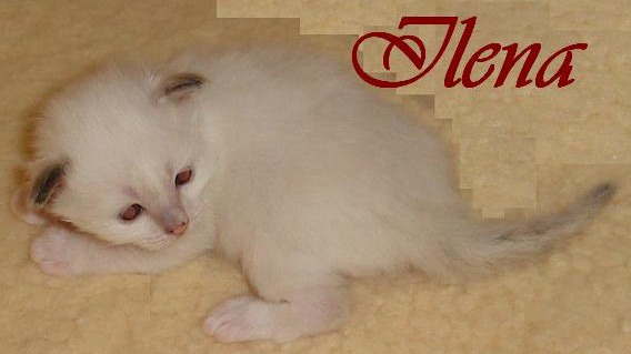 Ilena – Birma (Heilige Birma) Kitten – Foto 5