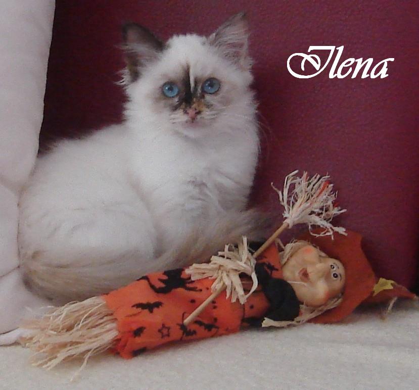 Ilena
