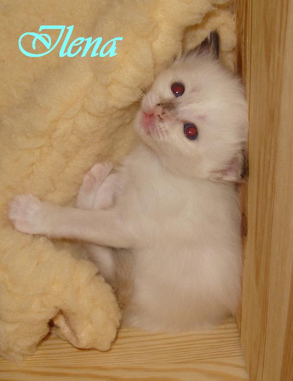 Ilena – Birma (Heilige Birma) Kitten – Foto 4