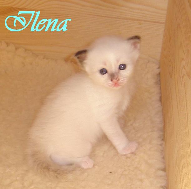 Ilena – Birma (Heilige Birma) Kitten – Foto 3