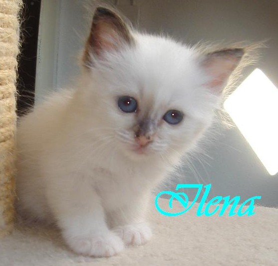 Ilena – Birma (Heilige Birma) Kitten – Foto 2