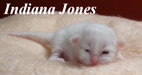 Indiana Jones – Birma (Heilige Birma) Kitten – Foto 4