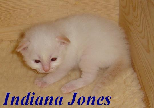 Indiana Jones – Birma (Heilige Birma) Kitten – Foto 3