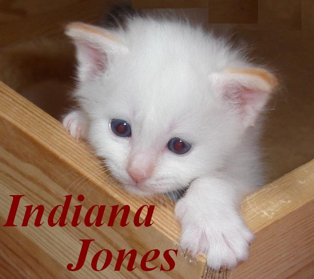 Indiana Jones – Birma (Heilige Birma) Kitten – Foto 2
