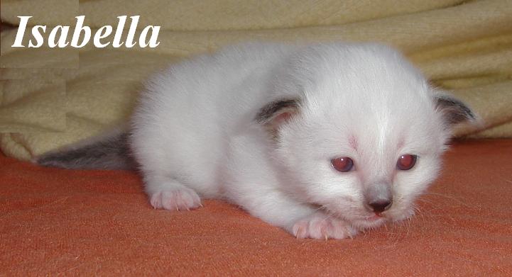 Isabella – Birma (Heilige Birma) Kitten – Foto 4