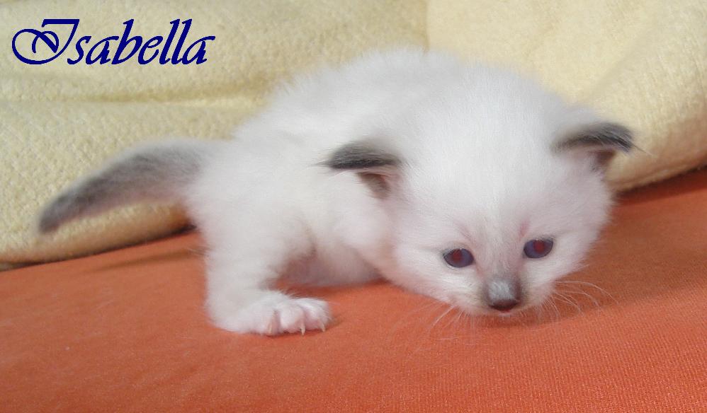 Isabella – Birma (Heilige Birma) Kitten – Foto 3