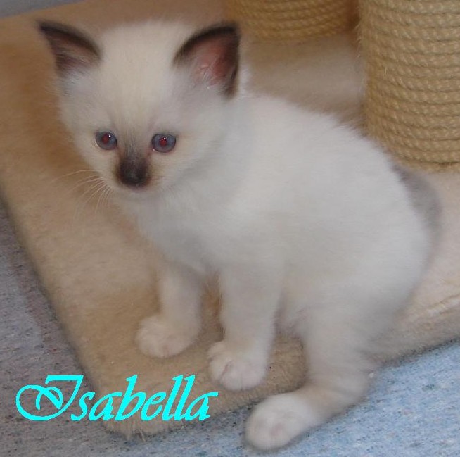 Isabella – Birma (Heilige Birma) Kitten – Foto 2