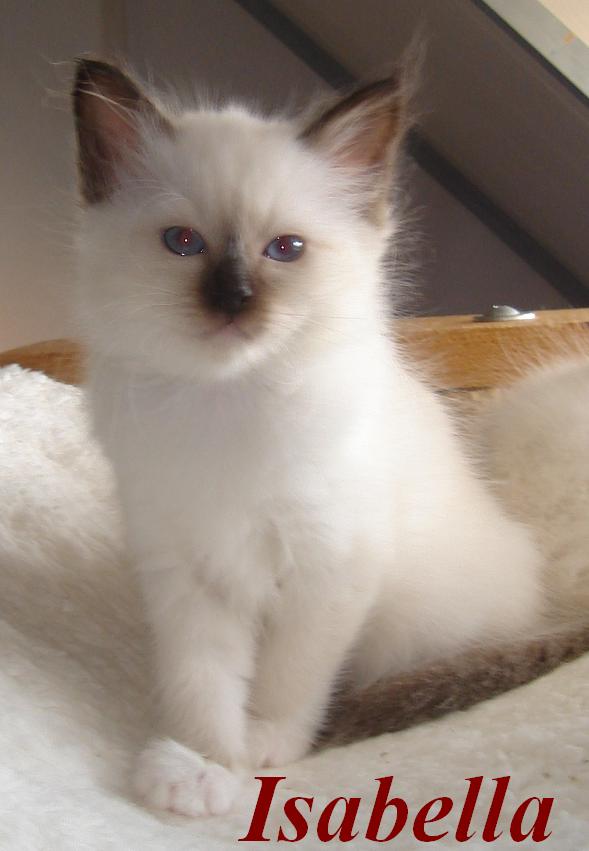Isabella
