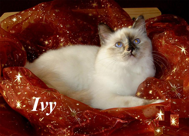 Ivy the cosy One – Sacred Birman, Seal Tortie Point – Photo 3