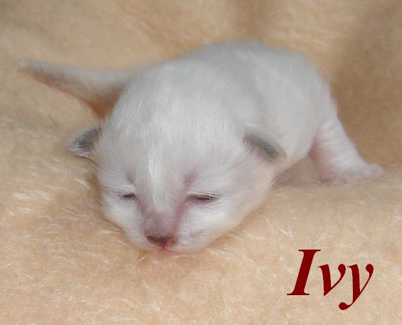 Ivy the cosy One – Chaton Sacré de Birmanie – Photo 6