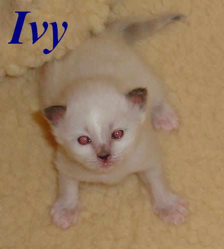 Ivy the cosy One – Chaton Sacré de Birmanie – Photo 5