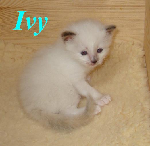 Ivy the cosy One – Chaton Sacré de Birmanie – Photo 3