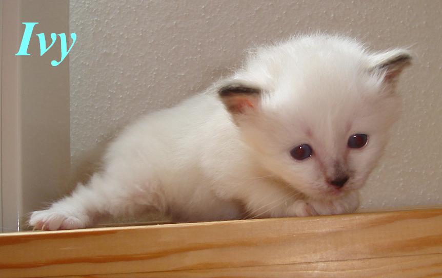 Ivy the cosy One – Chaton Sacré de Birmanie – Photo 4