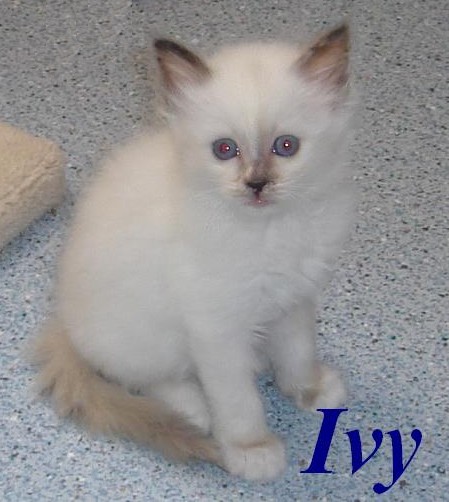 Ivy the cosy One – Chaton Sacré de Birmanie – Photo 2