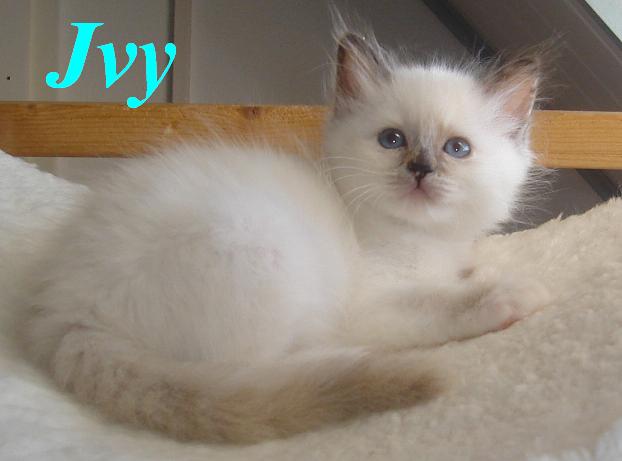 Ivy the cosy One