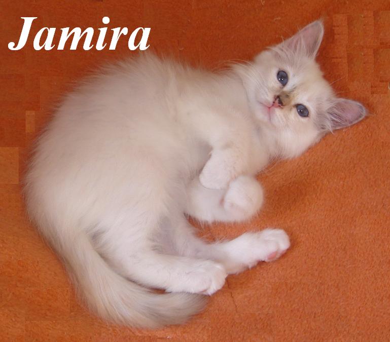 Jamira – Birma (Heilige Birma) Kitten – Foto 2