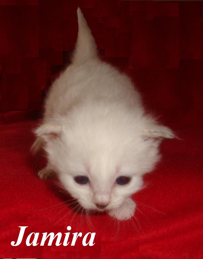 Jamira – Birma (Heilige Birma) Kitten – Foto 5