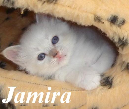 Jamira – Birma (Heilige Birma) Kitten – Foto 4